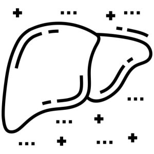 Liver