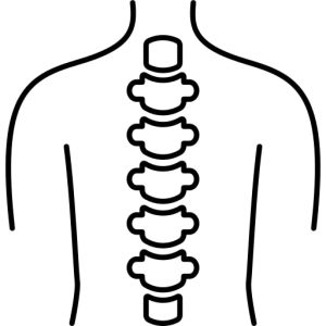 Spine
